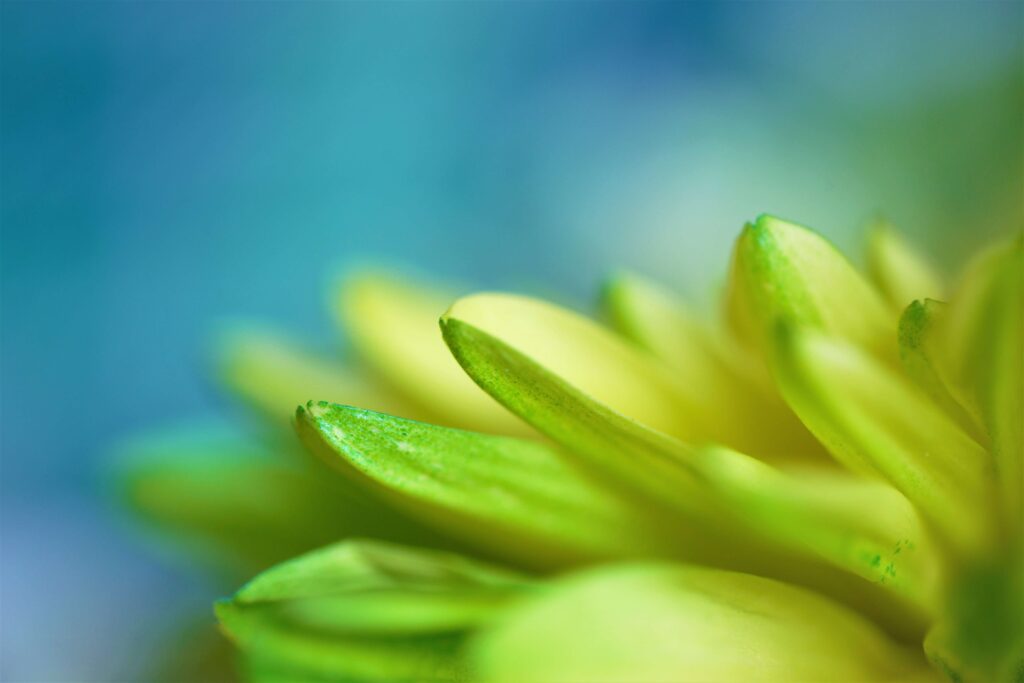 黄緑色の花びらのアップ